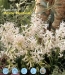 hyacinth White Festival.jpg